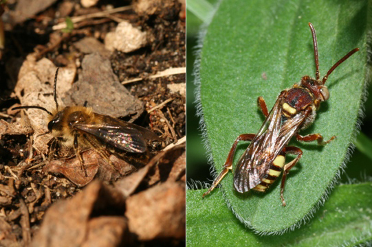 Andrenine and nomadine bees occupy holes in the sand.