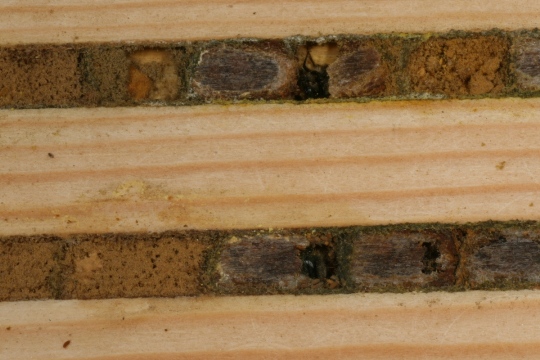 Bees waiting to emerge