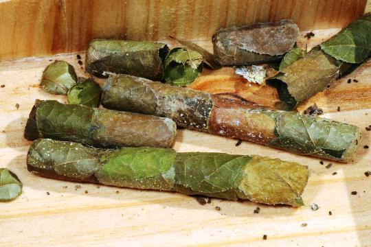 leafcutter bee cases