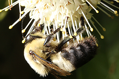 Buttonbush with bumblebee
