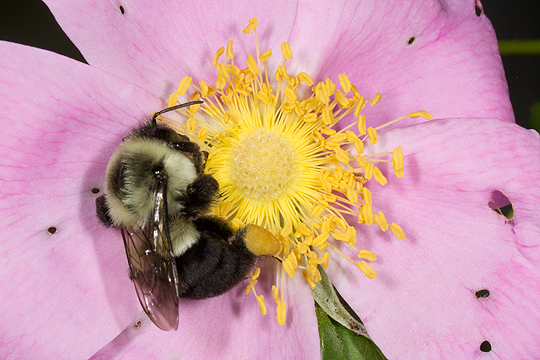 Rosa with bumblebee