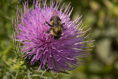 Cirsium with bumblebee