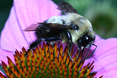 Echinacea with bumblebee