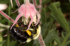 Prairie smoke with bumblebee