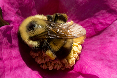 Rubus for bumblebess