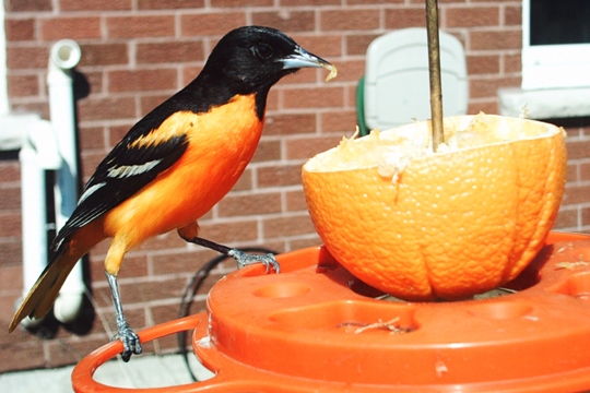 baltimore oriole
