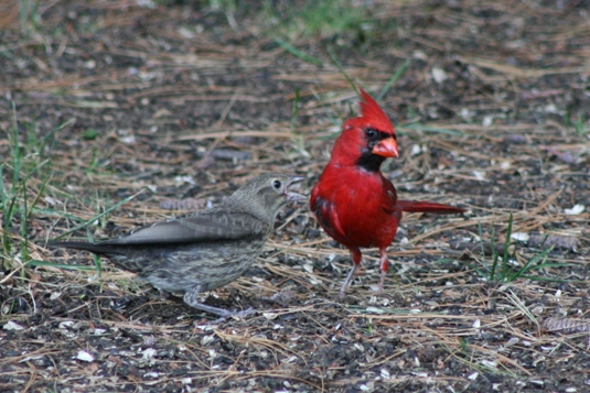 Cowbird demanding food