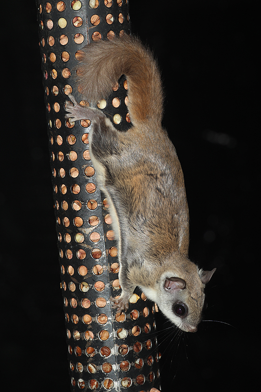 Northern flying squirrel
