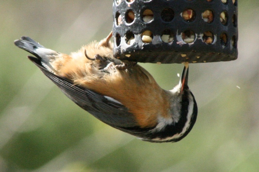 red breasted nuthatch