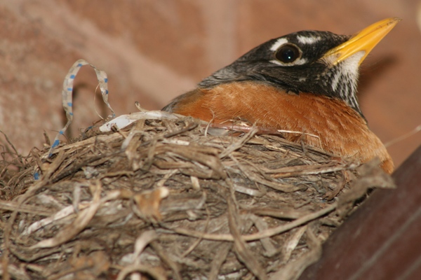 Robin's nest