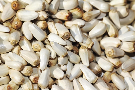 Safflower seed is popular with Cardinals