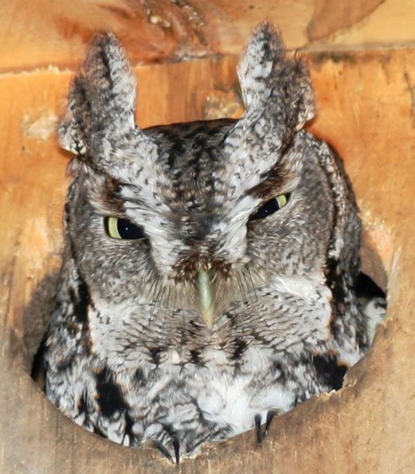 Eastern Screech Owl