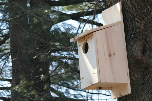 Screech owl bird box