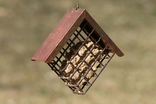 single suet feeder