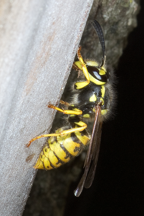 Wasps use snags to obtain wood fibres to build their nests.