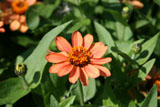 Zinnia