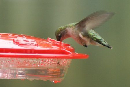 hummer feeding