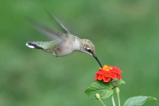 Ruby Throated Hummingbird