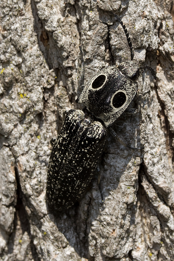 Alaus occulatus is found on dead wood as it preys upon tunneling beetle grubs.