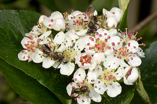 Aronia with bees