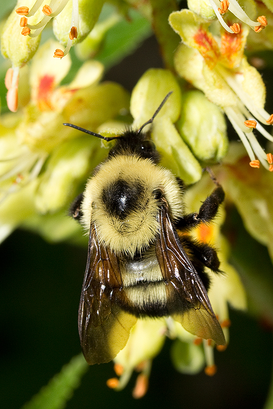 Queen  Bombus bimaculatus
