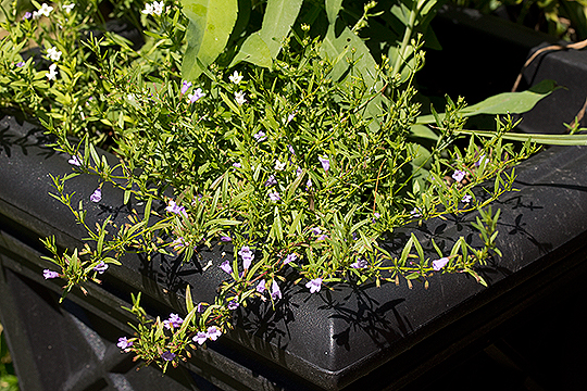 Calamintha arkansana is a great spill plant.