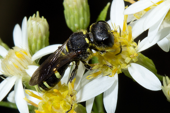 Ectemnius continuous