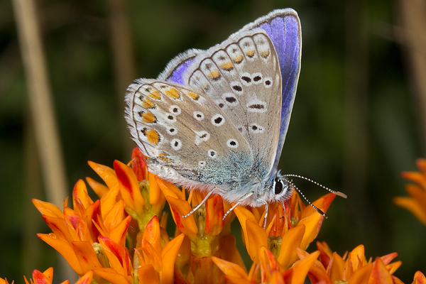 European common blue butterfly on milkweed