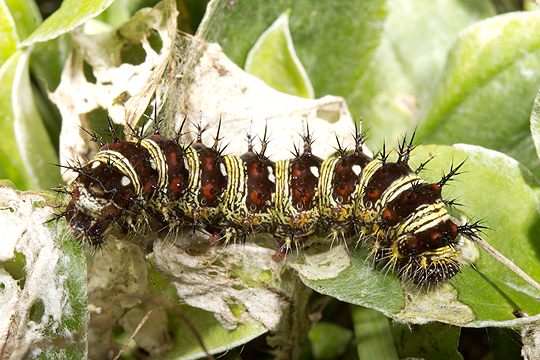 American lady caterpillar