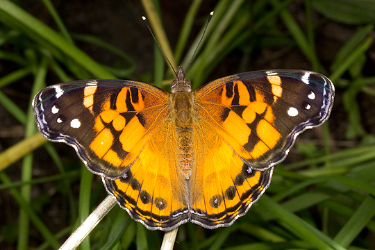 American painted lady