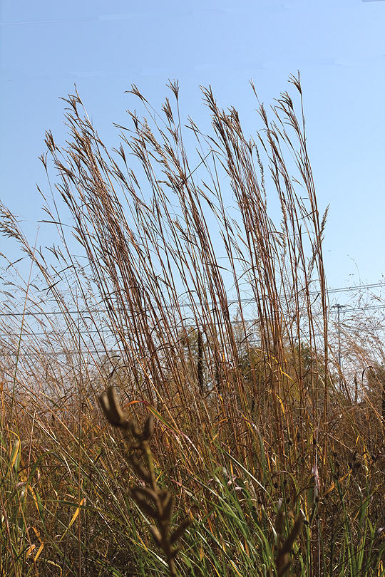 Big Blue Stem