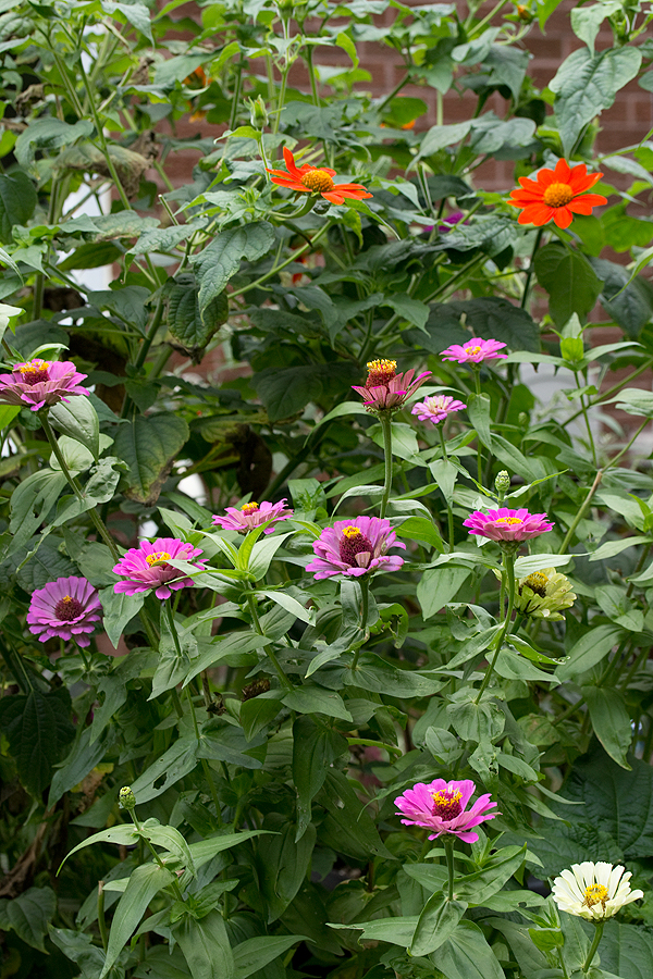 Tithonia with Zinnia