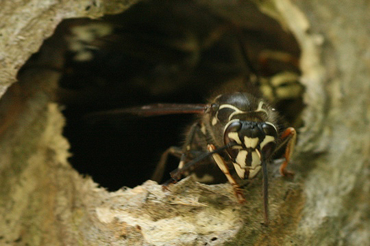 Bald faced hornets
