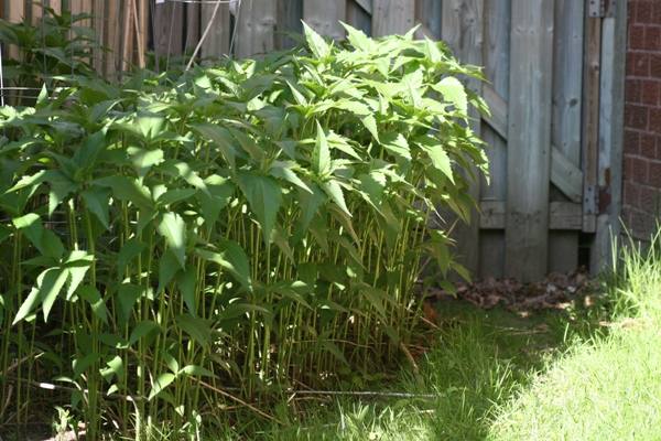 sunflowers contained by barriers