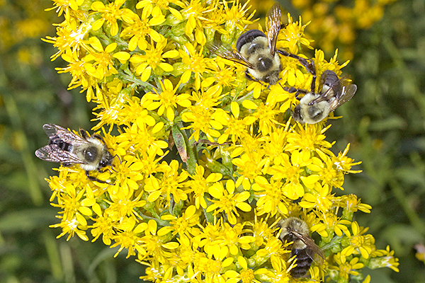 Bumblebees on goldenrod