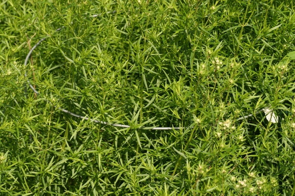 Cage to support dense plants