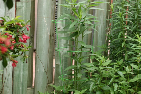 Cages provide support.  Avoid fancy colours