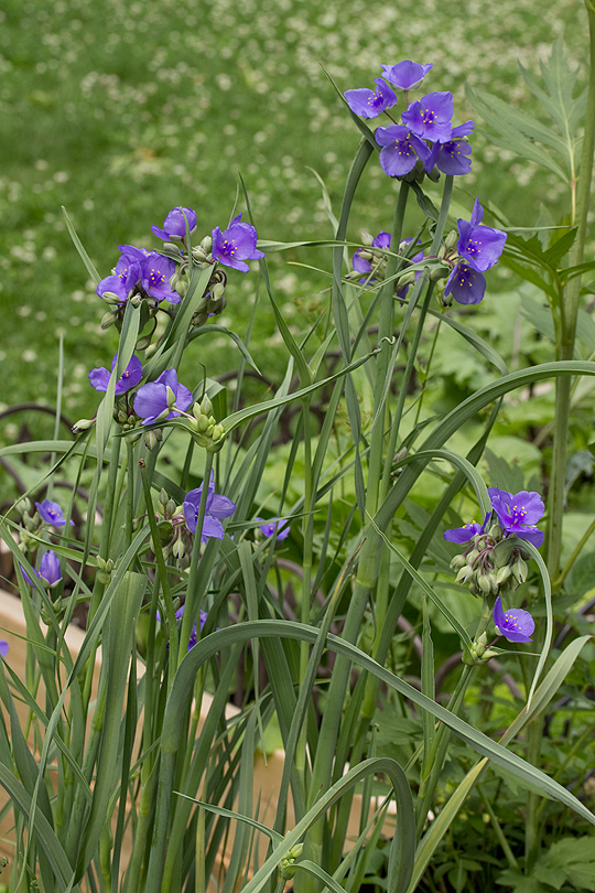 Container with tradescantia