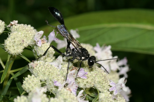 Eremnophila