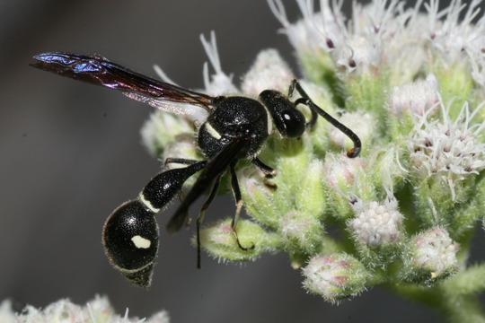 Eumenes fraternus