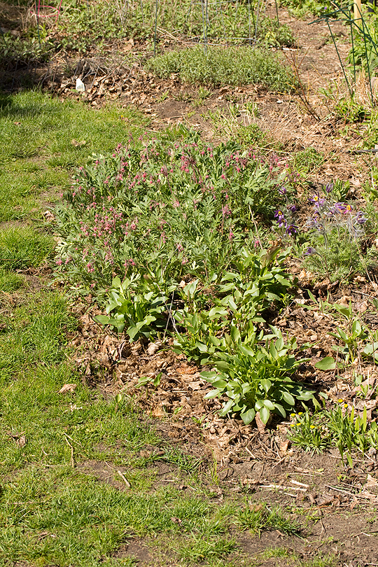 Plants for the front of the border