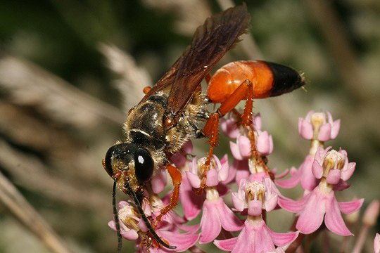 Great golden digger wasp