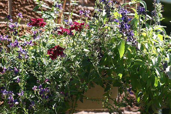 Hanging basket