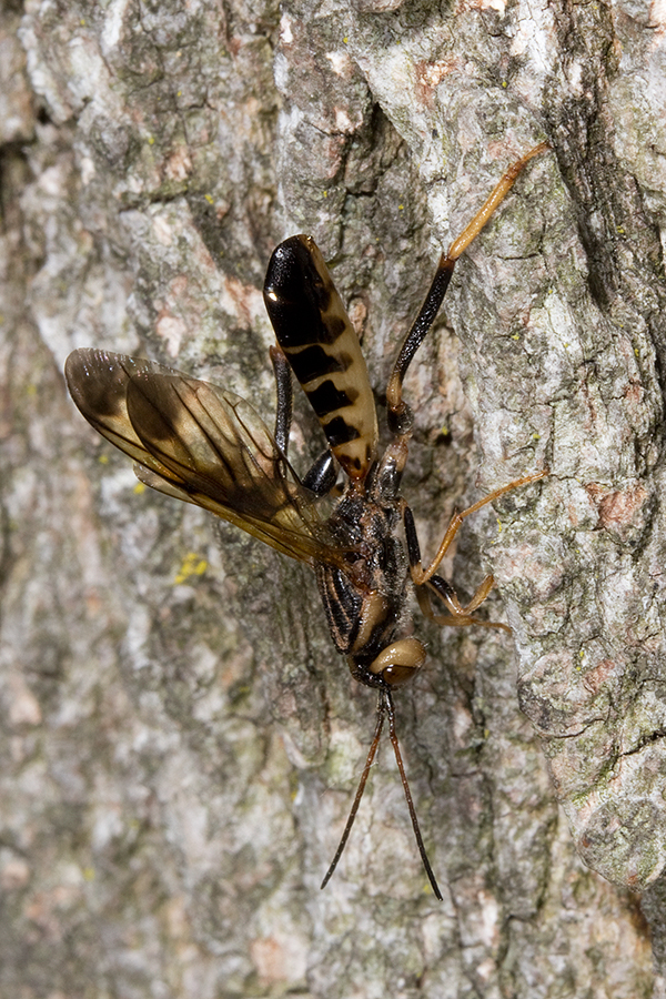Ibalia anceps uses existing tunnels to lay eggs.
