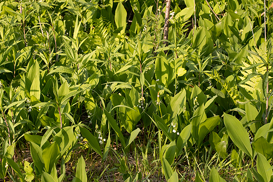 Lily of the Valley is invasive