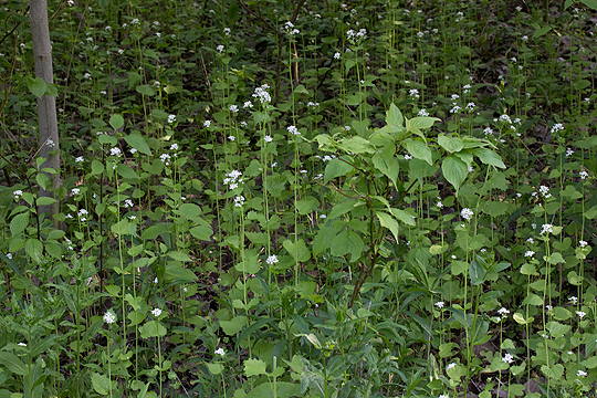 Invasive mustard garlic