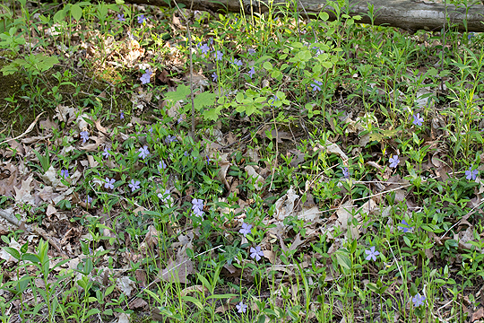 Invasive_periwinkle