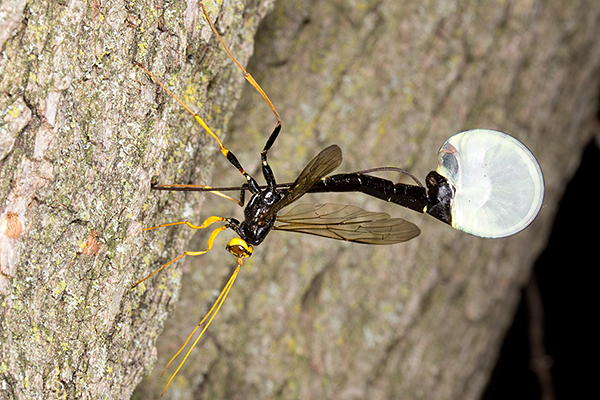 Megarhyssa atrata laying an egg with full membrane showing.