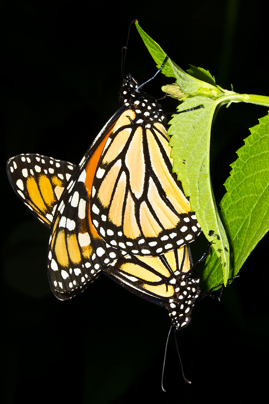 Monarchs mating