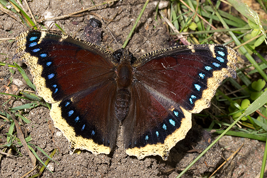 Mourning cloak butterfly